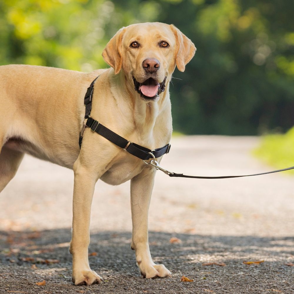 idioom Aap sessie Easy Walk Anti Trek Tuig, het Harnas voor Trekkende Hond - Max&Luna