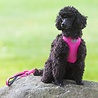 Rukka Pets Rukka Pets Comfort Air Harness - Lichtgewicht en Ademend Hondentuig - Ergonomisch design - Geel, Roze en Grijs - XS / S / M / L / XL Rukka Pets Rukka Pets Comfort Air Harness - Lichtgewicht en Ademend Hondentuig - Ergonomisch design - Geel, Roze en Grijs - XS / S / M / L / XL
