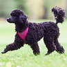 Rukka Pets Rukka Pets Comfort Air Harness - Lichtgewicht en Ademend Hondentuig - Ergonomisch design - Geel, Roze en Grijs - XS / S / M / L / XL Rukka Pets Rukka Pets Comfort Air Harness - Lichtgewicht en Ademend Hondentuig - Ergonomisch design - Geel, Roze en Grijs - XS / S / M / L / XL