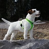 Rukka Pets Rukka Pets Comfort Air Harness - Lichtgewicht en Ademend Hondentuig - Ergonomisch design - Geel, Roze en Grijs - XS / S / M / L / XL Rukka Pets Rukka Pets Comfort Air Harness - Lichtgewicht en Ademend Hondentuig - Ergonomisch design - Geel, Roze en Grijs - XS / S / M / L / XL