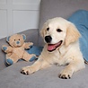Scruffs Scruffs Cosy Blanket & Bear Toy Set - Welkomstcadeau voor Puppy‘s - Dubbelzijdige deken met Pluche Knuffelbeer - Blauw of Roze - 110 x 72,5 cm Scruffs Scruffs Cosy Blanket & Bear Toy Set - Welkomstcadeau voor Puppy‘s - Dubbelzijdige deken met Pluche Knuffelbeer - Blauw of Roze - 110 x 72,5 cm
