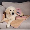 Scruffs Scruffs Cosy Blanket & Bone Toy Set - Welkomstcadeau voor Puppy‘s - Dubbelzijdige deken met Pluche Knuffel - Blauw of Roze - 110 x 72, 5 cm Scruffs Scruffs Cosy Blanket & Bone Toy Set - Welkomstcadeau voor Puppy‘s - Dubbelzijdige deken met Pluche Knuffel - Blauw of Roze - 110 x 72, 5 cm