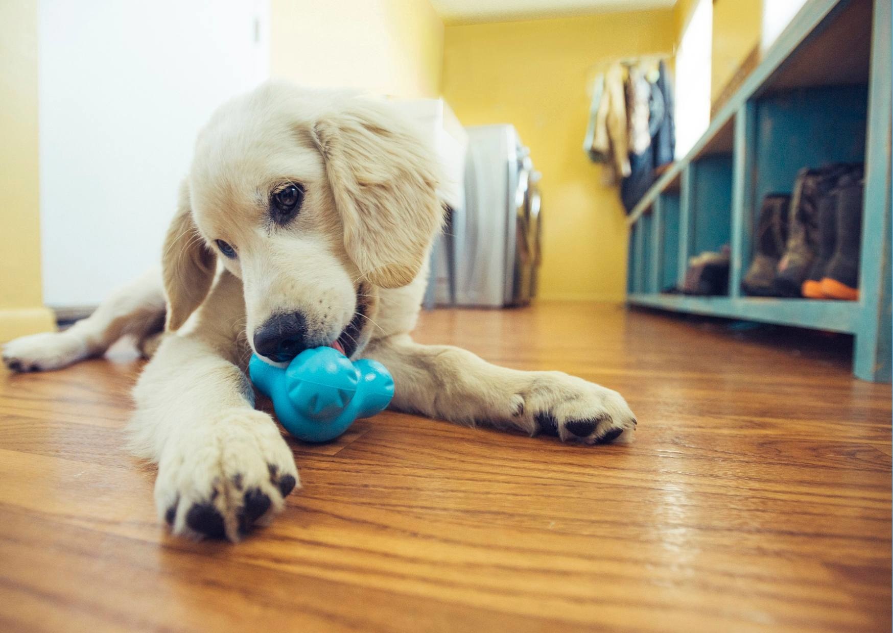 zelf Met pensioen gaan bijl Hulp bij het kiezen van het juiste speelgoed voor je puppy - Max&Luna