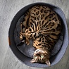 BeOneBreed Pet Cuddler - Knusse ronde mand voor katten en kleine hondjes - Grijs - Diameter 40 cm BeOneBreed Pet Cuddler - Knusse ronde mand voor katten en kleine hondjes - Grijs - Diameter 40 cm