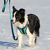 Rukka Pets Rukka Pets Solid Harnas - Gewatteerd hondentuig van Neopreen - Met Veiligheidsslot en Grijphandvat - Zwart of Turquoise - Maat XS t/m XL Rukka Pets Rukka Pets Solid Harnas - Gewatteerd hondentuig van Neopreen - Met Veiligheidsslot en Grijphandvat - Zwart of Turquoise - Maat XS t/m XL
