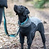 Rukka Pets Rukka Pets Solid Collar - Lichtgewicht halsband voor honden - Gewatteerd met Neopreen - Met Veiligheidsslot - Zwart of Turquoise - Maat XS/S/M/L Rukka Pets Rukka Pets Solid Collar - Lichtgewicht halsband voor honden - Gewatteerd met Neopreen - Met Veiligheidsslot - Zwart of Turquoise - Maat XS/S/M/L