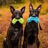 Rukka Pets Rukka Pets Fluffy 2Handle - Hondenspeeltje van microvezelstof met 2 handvatten - Voor apporteren, trekspel en trainingsactiviteiten - Groen of Turquoise Rukka Pets Rukka Pets Fluffy 2Handle - Hondenspeeltje van microvezelstof met 2 handvatten - Voor apporteren, trekspel en trainingsactiviteiten - Groen of Turquoise