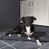 Scruffs Scruffs Noodle Dry Mat - Absorberende droogmat voor honden - Ideaal voor het drogen van je hond - Neemt veel water op - Grijs - 90x60cm Scruffs Scruffs Noodle Dry Mat - Absorberende droogmat voor honden - Ideaal voor het drogen van je hond - Neemt veel water op - Grijs - 90x60cm
