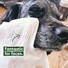 Beco Beco Bamboo Dog Wipes - Vochtige reinigingsdoekjes voor honden - Hypoallergeen - Reinigt vacht, poten en snoetjes - Inhoud 80 stuks Beco Beco Bamboo Dog Wipes - Vochtige reinigingsdoekjes voor honden - Hypoallergeen - Reinigt vacht, poten en snoetjes - Inhoud 80 stuks