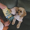 Beco Beco Peanut Treats - Energieverhogende Hondenkoekjes - Graanvrij - Boordevol Plantaardige Eiwitten - Inhoud 70 gram Beco Beco Peanut Treats - Energieverhogende Hondenkoekjes - Graanvrij - Boordevol Plantaardige Eiwitten - Inhoud 70 gram