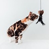 District 70 District 70 BAIT - Kartonnen Kattenhengel - Spelen en Jagen - Zwart of Wit - 40 x 55 x 18 cm District 70 District 70 BAIT - Kartonnen Kattenhengel - Spelen en Jagen - Zwart of Wit - 40 x 55 x 18 cm