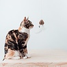 District 70 District 70 SMASH - Kartonnen Kattenhengel - Spelen en Jagen – Zwart of Wit - 40 x 55 x 14 cm District 70 District 70 SMASH - Kartonnen Kattenhengel - Spelen en Jagen – Zwart of Wit - 40 x 55 x 14 cm