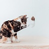 District 70 District 70 SMASH - Kartonnen Kattenhengel - Spelen en Jagen – Zwart of Wit - 40 x 55 x 14 cm District 70 District 70 SMASH - Kartonnen Kattenhengel - Spelen en Jagen – Zwart of Wit - 40 x 55 x 14 cm