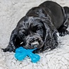Nylabone Nylabone Puppy X Bone - Kauwbot voor doorkomende tandjes - Rundsmaak - XS Nylabone Nylabone Puppy X Bone - Kauwbot voor doorkomende tandjes - Rundsmaak - XS