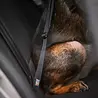 Rukka Pets Rukka Pets Car Seatbelt Clip - Isofix autogordel voor honden - Maat S/M/L Rukka Pets Rukka Pets Car Seatbelt Clip - Isofix autogordel voor honden - Maat S/M/L