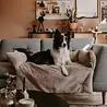 District 70 District 70 NUZZLE - Antislip hondenmand voor op de bank - Donkergrijs, Taupe en Merengue - S/M/L District 70 District 70 NUZZLE - Antislip hondenmand voor op de bank - Donkergrijs, Taupe en Merengue - S/M/L