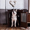 New Age Pet New Age Pet InnPlace™ Hondenbench & bijzettafel - Roestvrijstalen spijlen – Ecoflex - 4 kleuren - Verkrijgbaar in S, M, L, XL New Age Pet New Age Pet InnPlace™ Hondenbench & bijzettafel - Roestvrijstalen spijlen – Ecoflex - 4 kleuren - Verkrijgbaar in S, M, L, XL