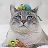 Petstages Petstages Speelgoedmuizen met Catnip voor Katten - Reinigt het gebit - 2 stuks per verpakking Petstages Petstages Speelgoedmuizen met Catnip voor Katten - Reinigt het gebit - 2 stuks per verpakking