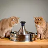 PetSafe PetSafe Drinkwell® 360 Stainless Steel Pet Fountain - RVS drinkfontein voor katten en honden - Met vrijvallende waterstromen - Inhoud 3,8 liter PetSafe PetSafe Drinkwell® 360 Stainless Steel Pet Fountain - RVS drinkfontein voor katten en honden - Met vrijvallende waterstromen - Inhoud 3,8 liter