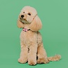 Tickless TICKLESS Mini Dog - Ultrasone teken en vlooienbestrijder voor kleine honden - Oplaadbaar - Vrij van chemicaliën - Met Nachtlichtfunctie Tickless TICKLESS Mini Dog - Ultrasone teken en vlooienbestrijder voor kleine honden - Oplaadbaar - Vrij van chemicaliën - Met Nachtlichtfunctie
