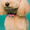 Tickless TICKLESS Mini Dog - Ultrasone teken en vlooienbestrijder voor kleine honden - Oplaadbaar - Vrij van chemicaliën - Met Nachtlichtfunctie Tickless TICKLESS Mini Dog - Ultrasone teken en vlooienbestrijder voor kleine honden - Oplaadbaar - Vrij van chemicaliën - Met Nachtlichtfunctie