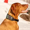 Rukka Pets Rukka Pets Luminous Soft Collar - Reflecterende halsband voor honden - Verstelbaar – Lichtgewicht - in maat S/M/L Rukka Pets Rukka Pets Luminous Soft Collar - Reflecterende halsband voor honden - Verstelbaar – Lichtgewicht - in maat S/M/L