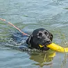 Rukka Pets Rukka Pets Swim Leash – Drijvende hondenriem in een opvallende oranje kleur - Voor honden die dol zijn op zwemmen - Maat L Rukka Pets Rukka Pets Swim Leash – Drijvende hondenriem in een opvallende oranje kleur - Voor honden die dol zijn op zwemmen - Maat L