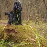 Rukka Pets Rukka Pets Grip Tracking Leash - Speurlijn voor avontuurlijke honden - Neon Geel - Maat S/M/L Rukka Pets Rukka Pets Grip Tracking Leash - Speurlijn voor avontuurlijke honden - Neon Geel - Maat S/M/L