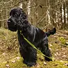 Rukka Pets Rukka Pets Grip Tracking Leash - Speurlijn voor avontuurlijke honden - Neon Geel - Maat S/M/L Rukka Pets Rukka Pets Grip Tracking Leash - Speurlijn voor avontuurlijke honden - Neon Geel - Maat S/M/L