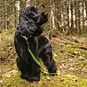 Rukka Pets Rukka Pets Grip Tracking Leash - Speurlijn voor avontuurlijke honden - Neon Geel - Maat S/M/L Rukka Pets Rukka Pets Grip Tracking Leash - Speurlijn voor avontuurlijke honden - Neon Geel - Maat S/M/L