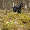 Rukka Pets Rukka Pets Grip Tracking Leash - Speurlijn voor avontuurlijke honden - Neon Geel - Maat S/M/L Rukka Pets Rukka Pets Grip Tracking Leash - Speurlijn voor avontuurlijke honden - Neon Geel - Maat S/M/L
