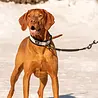 Rukka Pets Rukka Pets Bliss Anti-Shock Extension – Verlengstuk voor hondenriem – Zwart – M/L Rukka Pets Rukka Pets Bliss Anti-Shock Extension – Verlengstuk voor hondenriem – Zwart – M/L