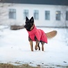 Rukka Pets Rukka Pets Windy Thermal Jacket - Warme Softshell jas voor honden - 9 maten - Zwart of Koraalrood Rukka Pets Rukka Pets Windy Thermal Jacket - Warme Softshell jas voor honden - 9 maten - Zwart of Koraalrood
