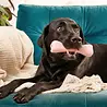 Beco Treat Bone - Flexibel Kauwbot voor honden – Geschikt om te vullen met traktaties - Natuurlijk Rubber - Beco Pets - in Groen of Roze Beco Treat Bone - Flexibel Kauwbot voor honden – Geschikt om te vullen met traktaties - Natuurlijk Rubber - Beco Pets - in Groen of Roze
