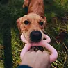 Beco Tough Tugger - Trekspeelgoed voor honden - Natuurlijk rubber - Beco Pets - Groen of Roze Beco Tough Tugger - Trekspeelgoed voor honden - Natuurlijk rubber - Beco Pets - Groen of Roze