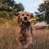 Beco Super Stick - Flexibele werpstok voor honden - Ideaal voor apporteren - Beco Pets - Oranje of Geel Beco Super Stick - Flexibele werpstok voor honden - Ideaal voor apporteren - Beco Pets - Oranje of Geel