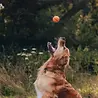 Beco Fetch Ball - Stuiterende Hondenbal - Ideaal voor apporteren - Past in werpstok - Beco Pets - Oranje of Geel Beco Fetch Ball - Stuiterende Hondenbal - Ideaal voor apporteren - Past in werpstok - Beco Pets - Oranje of Geel
