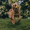 Beco Slinger Ball - Lichtgewicht bal aan touw voor honden - Ideaal voor apporteren en trekspel - Beco Pets - Oranje of Geel Beco Slinger Ball - Lichtgewicht bal aan touw voor honden - Ideaal voor apporteren en trekspel - Beco Pets - Oranje of Geel
