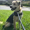 ThunderShirt Rustgevend Vest voor Pups en Honden tegen Angst en Stress - ThunderShirt - Maat XS t/m XL ThunderShirt Rustgevend Vest voor Pups en Honden tegen Angst en Stress - ThunderShirt - Maat XS t/m XL