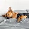 ThunderShirt Rustgevend Vest voor Pups en Honden tegen Angst en Stress - ThunderShirt - Maat XS t/m XL ThunderShirt Rustgevend Vest voor Pups en Honden tegen Angst en Stress - ThunderShirt - Maat XS t/m XL