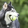 Kong Kong AirDog Squeakair - Tennisbal met pieper en touw - Ideaal voor apporteren met de hond Kong Kong AirDog Squeakair - Tennisbal met pieper en touw - Ideaal voor apporteren met de hond