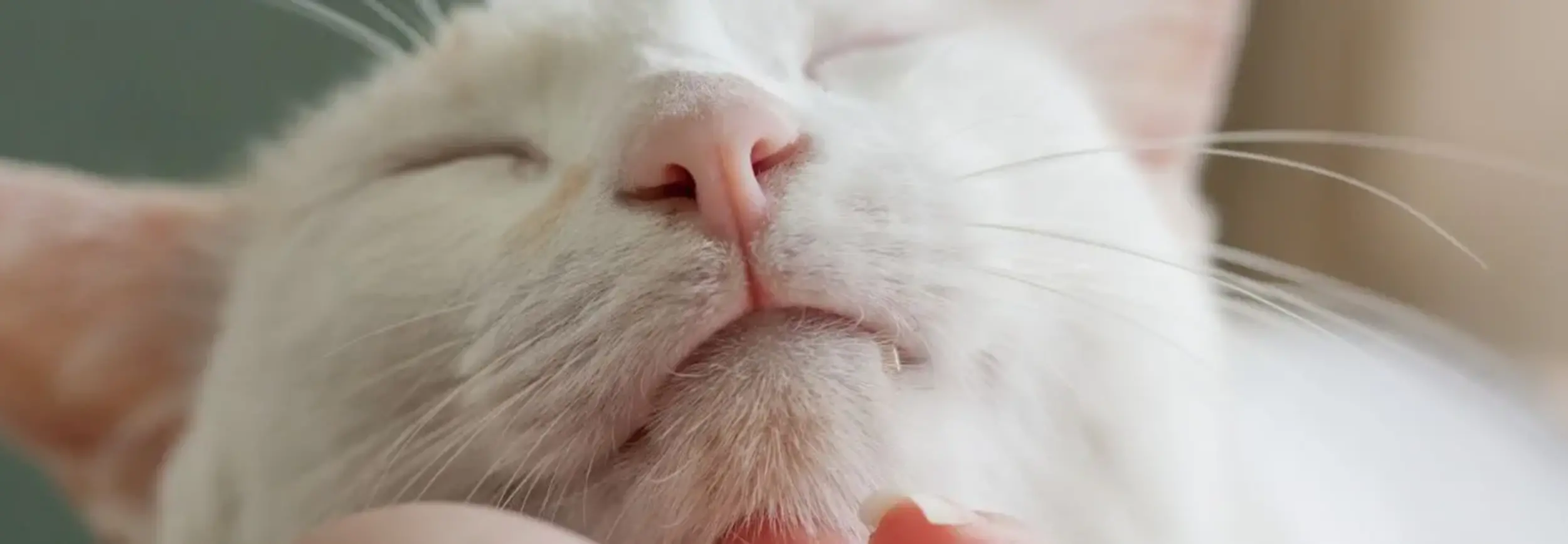 Wat is katten acné? Max&Luna