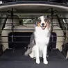 PetSafe PetSafe Happy Ride Metal Dog Barrier - Veilig metalen frame voor de achterbak van de auto - Geen gereedschap nodig - Rammelvrij PetSafe PetSafe Happy Ride Metal Dog Barrier - Veilig metalen frame voor de achterbak van de auto - Geen gereedschap nodig - Rammelvrij