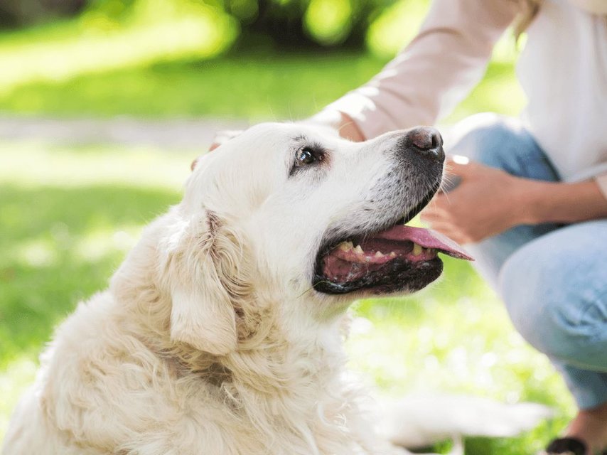 Hoe Word Jij Een Goede Hondenoppas Max Luna