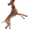 West Paw West Paw Tizzi Zogoflex - Speeltje voor actieve honden om ver te gooien - Blauw, Groen of Oranje in maat S of L West Paw West Paw Tizzi Zogoflex - Speeltje voor actieve honden om ver te gooien - Blauw, Groen of Oranje in maat S of L