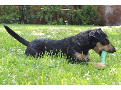 Kauwbot Flexibel van Rubber voor Hond - Beco Pets - in Groen, Blauw of Roze - Maat S/M/L