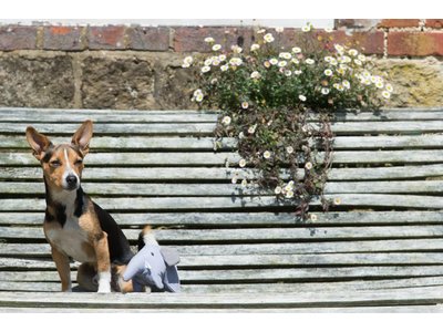 Pluche Speelgoed Olifant voor Honden van gerecycled materiaal - Beco Pets - Duurzaam en Sterk in S/M/L