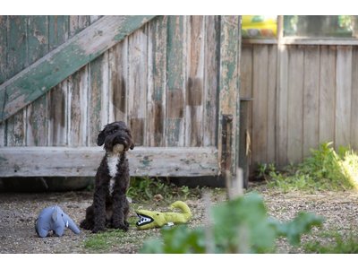 Pluche Speelgoed Olifant voor Honden van gerecycled materiaal - Beco Pets - Duurzaam en Sterk in S/M/L