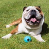 Beco Beco RubberTreat Ball - Snackbal voor Brokjes - Sterk & Milieuvriendelijk - Groen, Blauw en Roze - S/M/ L Beco Beco RubberTreat Ball - Snackbal voor Brokjes - Sterk & Milieuvriendelijk - Groen, Blauw en Roze - S/M/ L