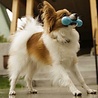 West Paw Super Sterk Kauwbot voor Hond - West Paw Hurley® met Zogoflex - in Blauw, Groen of Oranje in XS/S/L West Paw Super Sterk Kauwbot voor Hond - West Paw Hurley® met Zogoflex - in Blauw, Groen of Oranje in XS/S/L